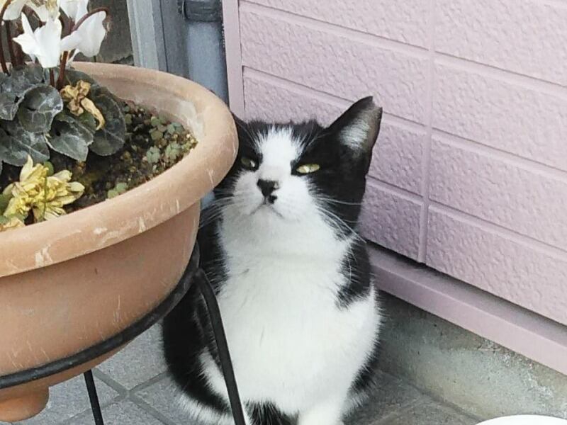 たまに遊びに来る猫ちゃんも