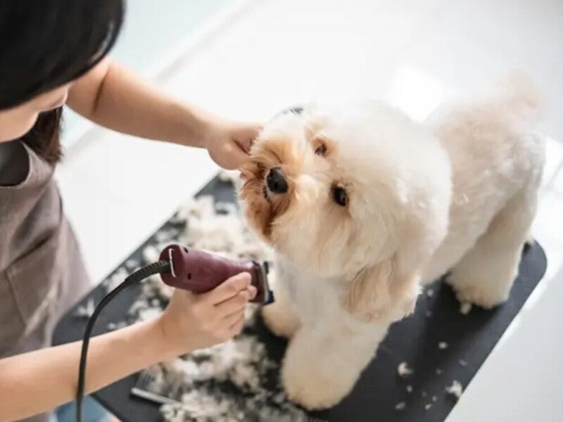 トイプードルを1人でカットできる方歓迎!